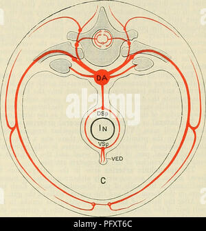 . Cunningham's Text-book de l'anatomie. L'anatomie. Les artères segmentaires ET LEURS ANASTOMOSES. 1045. branches des artères segmentaires somatique persistent comme le supérieur et mammaires internes et des vaisseaux épigastriques inférieurs artères. Les décalages latéraux des branches ventrales sont représentés par les artères cutanées qui accompagnent les branches cutanées latérales de la moelle épinière, les nerfs et les branches latérales de la septième artère intersegmentaire somatique forme la plus grande partie de la tige de la branche supérieure. L'après-costal et post-trans- anastomoses verset disparaissent habituellement dans la partie thoracique et lombaire Banque D'Images