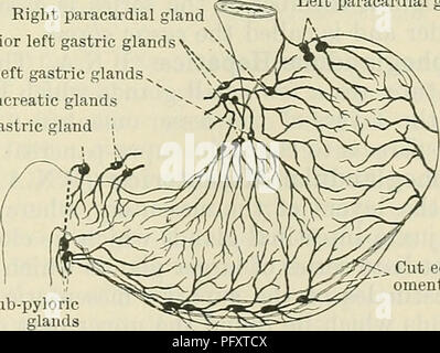 . Cunningham's Text-book de l'anatomie. L'anatomie. VISCEEAL des glandes lymphatiques de l'abdomen. 1019 Ceux qui, d'accompagner les branches de l'artère hémorroïdale moyenne, de chaque côté, passer à la moyenne correspondante de la glande haemorrhoidal groupe hypogastrique ; tandis que les vaisseaux lymphatiques du rectum qui accompagnent les branches de l'artère haemorrhoidal supérieure deviennent associés à l'ano-rectale, le sacré, et les ganglions mésentériques. Les GANGLIONS DE L'ABDOMEN. Les ganglions de l'abdomen sont séparées en viscéral et pariétal du groupes. Les groupes sont ceux plus viscérale Banque D'Images