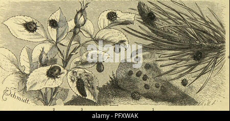 . Insekten und die Spinnen, TausendfuÌssler. Les insectes ; Arthropoda. 194 CSrftc Oriwung¤ÃÃ : fer cimmbbrcifiigflc gmnUie JtugclfÃ ; : 2004-2005 fer. Bic SÃoraufgeljcnbcii bvitte Siegel fein, une gÃ¼nftigen ttmftÃ¤unter ubcn JToft SBftrmc unb (reiche) nidjt aufjer¶cvcidCjc ceqin SÃ ber 9JtÃ gticl¶)feit liegen. SDiele ttaricnfÃ¤9 jeigen gvofjc ferd)cn llitbeftÃ¤nbigfett itjrcr JJIÃ¼cfeufÃ¤rbung dans, befonberg roeuu fdjVjnrjc bann, Bic, tieften abtoecljfclt f$peinture. Ijier abgebilbete Coccinclla impustulata Sie Â©ig. 4). erfdjeiut iljrerSRÃ¼cfcnfcitcauf 3,58 auf fdmuitjiggclbctu fdjroarj gejcictnict ninb Â© ; Banque D'Images