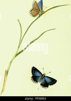 . L'histoire naturelle des insectes britanniques ; expliquant dans leurs plusieurs membres, avec les périodes de leurs transformations, leur nourriture, l'oeconomie, &amp;c. avec l'histoire de ces minutes insectes comme nécessitant une enquête par le microcsope. L'ensemble illustré par des chiffres de couleur, conçu et exécuté à partir de spécimens vivants. Les insectes ; les insectes. . Veuillez noter que ces images sont extraites de la page numérisée des images qui peuvent avoir été retouchées numériquement pour plus de lisibilité - coloration et l'aspect de ces illustrations ne peut pas parfaitement ressembler à l'œuvre originale.. Donovan, E. (Edward), Banque D'Images