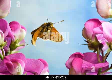 Grand skipper (Ochlodes sylvanus), en vol, Allemagne Banque D'Images