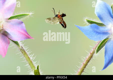 Criocère des céréales (Oulema melanopus), en vol, Allemagne Banque D'Images