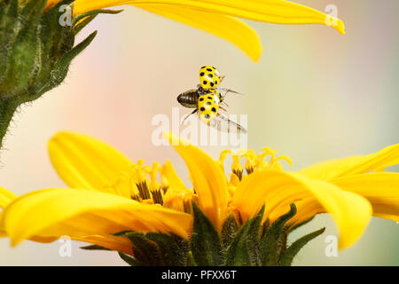 Vingt-deux (Psyllobora vigintiduopunctata coccinelle sur place), en vol, Allemagne Banque D'Images