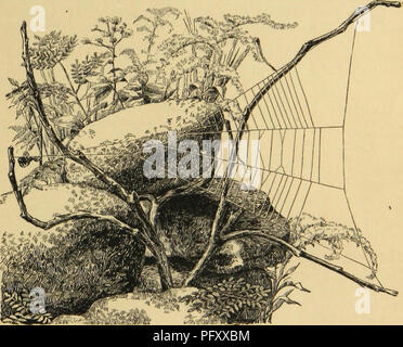 . American spiders et leur travail de bobinage. Une histoire naturelle de l'orbweaving spiders des États-Unis, avec une attention particulière pour leur industrie et les habitudes. Les araignées. L'araignée triangle : le secteur de l'ORB. 181 trouvé abondant parmi les pins de montagne du centre de la Pennsylvanie, ainsi qu'entre la télévision, Sandy, Pine Barrens du New Jersey, et dans le site ^^^^ »* groves est sur le bord de la baie à Ipswich, Massachusetts. Mais j'ai souvent vu dans d'autres postes, entre les arbustes et les conifères sur les pelouses de résidences de campagne, dans des bosquets d'arbres à feuilles caduques dans Connecticut ; dans le sous-bois Banque D'Images