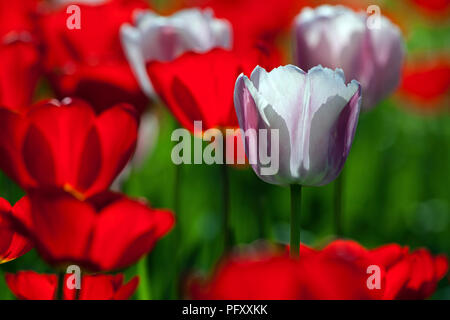 White Tulip entre fleurs rouges (Tulipa sp.), contrejour, Bade-Wurtemberg, Allemagne Banque D'Images