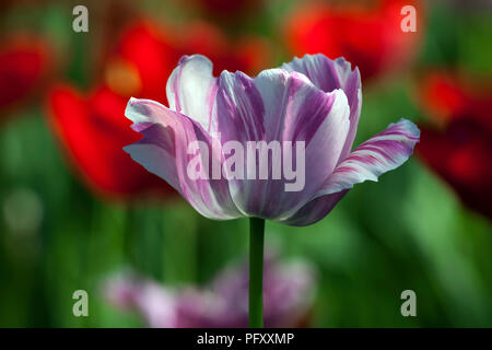 Violet-blanc Tulip entre red (Tulipa sp.), Bade-Wurtemberg, Allemagne Banque D'Images