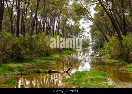 Forêt de pins, Karavasta Lagoon, Divjaka-Karavasta Parc National, Qarra Fier, Albanie Banque D'Images