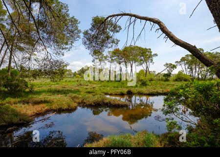 Lagune de Karavasta, Divjaka-Karavasta Qier Parc National, Fier, Albanie Banque D'Images