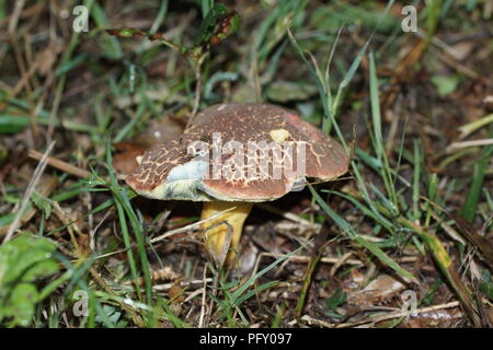 Une tache d'encre Bolet (Cyanoboletus pulverulentus) Banque D'Images