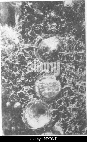 . L'encyclopédie de l'horticulture ; pratique un système de référence de l'horticulture commerciale, couvrant les phases pratiques et scientifiques de l'horticulture, en particulier pour les fruits et légumes ;. Jardinage ; culture ; fruits-légumes. Fig. 1. Les fruitières (Pulvinaria Pulvi- naria amygdali Ckll.). (Grandeur nature.) Pou Prune farineuse. Voir Plum Ravageurs, Peach Borer. Voir Peach ravageurs. Thrips du poirier. Voir Poire ravageurs. La Butte rouge Caterpillar. Consultez les ravageurs. La Cochenille de San José. Consultez les ravageurs. Fig. 1. L'Lecanium de fruits. (Original.) ennemi naturel Comys fusca. Ver rongeur de l'automne. Voir ap Banque D'Images