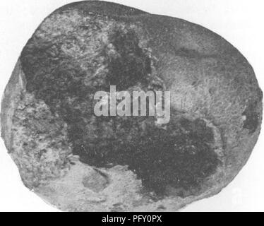 Cette encyclopédie horticole complète couvre à la fois les aspects pratiques et scientifiques du jardinage de fruits et légumes, fournissant des conseils sur la culture, le soin et la récolte d'un large éventail de plantes. Banque D'Images