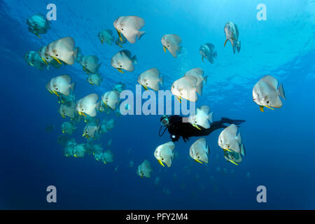 Petit essaim observe plongeur Batfishes (Platax teira), natation en mer ouverte, réserve naturelle des îles Daymaniyat Khawr, Suwasi Banque D'Images