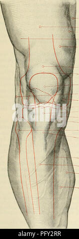 . Cunningham's Text-book de l'anatomie. L'anatomie. 1460 SUKGICAL ET SURFACE ANATOMIE. hip-joint. L'une des situations les plus courantes de rencontrer un abcès dans le hip-maladie est commune dans le tissu cellulaire et de graisse sous le tensor fasciae lata ? ; ou le pus peut passer en-dessous et à la face interne du col du fémur, et de là, le long du cours de l'artère circonflexe médiale de la cuisse à l'arrière de la cuisse. Pour toucher ou explorer la hanche-joint, la piqûre devrait être faite dans l'intervalle entre la balance Sartorius et le tenseur fascia ? Lata}, 2 à 3 in. à la supérieure distale épine iliaque antérieure ; si e Banque D'Images