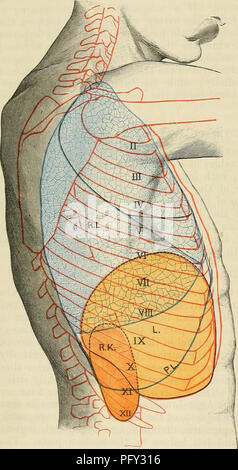 . Cunningham's Text-book de l'anatomie. L'anatomie. 1412 SUKFACE SUKGICAL. L'anatomie et les maladies gastro-intestinales canal. Infections inflammatoires du péritoine sont donc presque toujours secondaire à des lésions des viscères. La lymphe péritonéale sac est mis en communication directe avec l'subperitoneal les vaisseaux lymphatiques du diaphragme à travers les stomates qui ouvert sur le péritoine qui couvre la surface de l'abdomen de ce muscle. Avec l'objet, par conséquent, de diminuer l'absorption d'épuration après des opérations pour la péritonite, le patient est gardé dans la demi-Position d'assise, et le drainage pelvien est establishe Banque D'Images