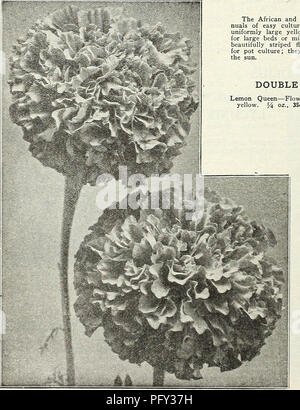 . Currie's garden : printemps 1931 annuel 56e année. Les catalogues de graines de fleurs, graines (plantes) ; Catalogues Catalogues ; Graines de légumes Horticulture pépinières (catalogues) ; plantes ornementales ; catalogues, matériel et fournitures de jardinage Catalogues. CURRIE BROTHERS CO. Milwaukee, Wisconsin LILY (LILIUM REGALE MYRIOPHYLLUM) parfaitement hardy et aussi excellent pour forcer ; couleur, blanc cireux pure avec gorge jaune ; très odorante. Par 100 graines, 60c ; 3,50 $ par 1 000 graines. Merveille de Pérou (4 heures), les annuelles voyante avec brillant, fleurs parfumées qui s'ouvrent au cours de l'après-midi à faner le lendemain matin. Banque D'Images