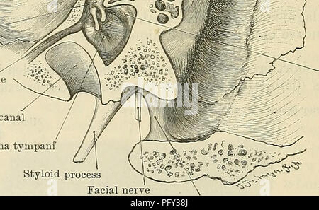 . Cunningham's Text-book de l'anatomie. L'anatomie. Gorge pour sinus transverse iftf© M7 :. Partie de semi- canal circulaire latéral causé par l'élévation du corps de l'enclume canalis facialis- Canal de muscle tenseur tympanique canal carotidien membrane tympanique" processus styloïde marge postérieure du nerf facial de foramen jugulaire Fig. 1074.-l'article par Petrous passage de l'os temporal de l'adulte. Montrant la relation du tympan du moyen et postérieur fossae du crâne. que la tête du marteau et le corps et de processus court l'enclume sont complètement au-dessus de la membrane tympanique, et qu'ils o Banque D'Images