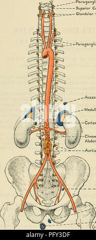 . Cunningham's Text-book de l'anatomie. L'anatomie. 1342 LES GLANDES SANS RACCORDEMENT. sont associés à la dorsale du plexus mésentérique inférieure et cardiaque. Ils ont été signalés en association avec dorsale située sur la surface de la surrénales, sur la surface et dans le sinus du rein, par rapport à l'urètre, la prostate, l'épididyme, de l'ovaire, l'paroophoron, et le rétro-péritonéale Pacinian globules, mais n'ont pas été découvert en association avec les ganglions des branches de l'nervus trijumeau.   Paraqanqlion-ganglion cervical supérieur z-- =- C glandulaire Banque D'Images