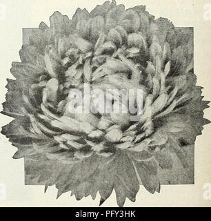 . Currie's garden : printemps 1931 annuel 56e année. Les catalogues de graines de fleurs, graines (plantes) ; Catalogues Catalogues ; Graines de légumes Horticulture pépinières (catalogues) ; plantes ornementales ; catalogues, matériel et fournitures de jardinage Catalogues. American Beauty Aster. Nouvelle floraison précoce très tôt des asters EXPRESS OU AU DÉBUT DE L'Émerveillement le plus tôt à la floraison des asters, venant à l'avant de la Reine du marché. Les fleurs sont grandes et pleine, de la Comète type. Pkt. Carmine Rose 0,15 $ Rose est bleu foncé 15 pkt mixtes les plus fins. La lavande $0.15 15 Light Blue White 15,15 Nouvelle Chair éternelle Aster ce curieux variété Banque D'Images
