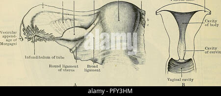 . Cunningham's Text-book de l'anatomie. L'anatomie. 131 : le système génital-UKINO. contre elle, est déprimé pour former un peu de fossa appelé Le fossa ovarii, dans lequel l'ovaire est placé. Dans le plancher de cette fossa sont le nerf obturateur et les navires. L'extrémité tubaire de l'ovaire se situe au-dessous du niveau de l'iliaque externe et de ses navires, l'extrémité de l'utérus est placé juste au-dessus du niveau du péritoine couvrant le plancher pelvien. Le fossa ovarii, dans lequel se trouve l'ovaire, s'étend aussi loin que possible vers l'artère ombilicale oblitérée le, et en arrière jusqu'à l'uretère et les vaisseaux de l'utérus. Ainsi Banque D'Images