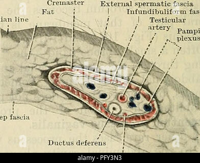 . Cunningham's Text-book de l'anatomie. Anatomie. ax. Cavité abdominale. p.v. Processus vaginalis. t. Testicule. s. Scrotum. t.v. Tunique. x. Kudimentum pro- cessus vaginalis. Fascia spermatique externe J'Tnfundibuliform Pampinilon l'artère testiculaire je fascia / plexus Funiculus ,.v (Spermaticus cordon spermatique). Les testicules dans son cours vers le bas à travers la paroi abdominale dans le scrotum prend son conduit-il avec le canal déférent-sang et les vaisseaux lymphatiques, et les nerfs de l'approvisionnement. Toutes ces se trouvent ensemble dans le canal inguinal qui traversent la paroi abdominale, et lorsqu'ils quittent le canal par le Banque D'Images