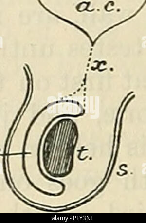 . Cunningham's Text-book de l'anatomie. Anatomie. ax. Cavité abdominale. p.v. Processus vaginalis. t. Testicule. s. Scrotum. t.v. Tunique. x. Kudimentum pro- cessus vaginalis. Fascia spermatique externe J'Tnfundibuliform Pampinilon l'artère testiculaire je fascia / plexus Funiculus ,.v (Spermaticus cordon spermatique). Les testicules dans son cours vers le bas à travers la paroi abdominale dans le scrotum prend son conduit-il avec le canal déférent-sang et les vaisseaux lymphatiques, et les nerfs de l'approvisionnement. Toutes ces se trouvent ensemble dans le canal inguinal qui traversent la paroi abdominale, et lorsqu'ils quittent le canal par le Banque D'Images