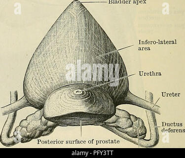 . Cunningham's Text-book de l'anatomie. L'anatomie. Frontière latérale Infero-région latérale de la prostate vessie 01 avec du fond de l'uretère vessie apparaissant comme si elle était soudainement rétrécies pour former l'urètre. La partie de la paroi vésicale postérieure à l'orifice urétral, qui s'adresse à l'homme vers la paroi antérieure du rectum et se trouve en dessous et à l'avant de la cloison recto-pochette vésicale, est appelé le fundus vesicae ou à la base de la vessie ; il est étroitement lié à l'- vésicules séminales et ampoule ? Du canal deferentes. La corres- accumulations d'une partie de la vessie chez la femme repose contre l'un Banque D'Images