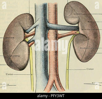 . Cunningham's Text-book de l'anatomie. L'anatomie. Les reins. 1263 Début du côlon transverse. La partie du rein liés au duodénum se trouve à la face interne de la zone qui touche le côlon, mais le montant exact du rein en contact avec chacune de ces deux parties de l'intestin varie beaucoup dans les différentes matières. Souvent les deux points et le rein sont tous deux couverts par le péritoine, où ils sont en contact, mais le duodénum est lié à l'insuffisance rénale par le tissu conjonctif. En plus des structures mentionnées, une partie de l'iléon, ou du jéjunum, est souvent disponible dans c Banque D'Images