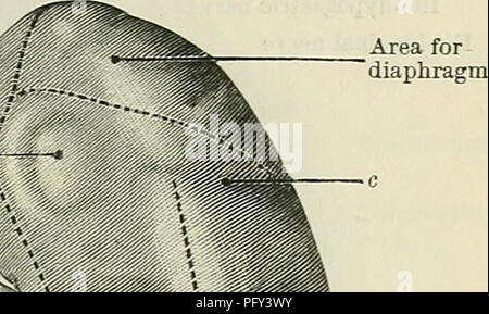 . Cunningham's Text-book de l'anatomie. L'anatomie. Salon pour la cms de § ipl diaphragme St Zone pour muscle psoas. Salon de psoas major" Salon de transversus abdominis Zone tendon pour - carré quadratus Fig. 982.-L'aspect postérieur des reins. Même spécimen comme Fig. 981. Les lignes en pointillé sur les zones en contact avec les divers muscles formant la paroi abdominale postérieure. a. La dépression correspondant à l'apophyse transverse de la première vertèbre lombaire. b. La dépression correspondant à l'apophyse transverse de la deuxième vertèbre lombaire. c. La dépression correspondant à la douzième côte. s Banque D'Images