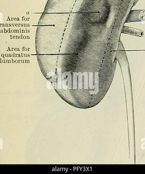 . Cunningham's Text-book de l'anatomie. L'anatomie. Les reins. 1261 présente une zone le long de la partie médiane de la face postérieure adaptée à la face antérieure du muscle grand psoas. Cette partie de la face postérieure ressemble le dedans et un peu en arrière. Plus latéralement il y a une plus grande surface qui repose contre le carré quadratus et ressemble plus directement vers l'arrière. Ces deux zones sont séparées par une crête arrondie qui s'insère dans l'angle entre les muscles mentionnés. Au-delà de la zone en contact avec le carré est l'épaisseur quadratus frontière latérale du rein, qui repose pour Banque D'Images