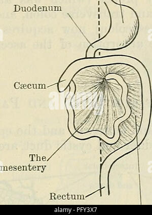 . Cunningham's Text-book de l'anatomie. L'anatomie. Développement de l'PEKITONEUM. 1253 l'abdomen est, pour ainsi dire, pris dans derrière l'estomac et petit omentum. Cette partie de la cavité devient la partie supérieure (vestibule) de la bourse omentale, et au début, il communique avec la cavité générale par une large ouverture à la droite de la petit omentum ; mais la croissance , l'estomac ,. Mésentère , oblitérée Median v | Csecum ^ plan médian du mésocôlon transverse le foie, d'empiéter sur l'ouverture, et d'autres causes, la réduire à une taille relativement petite, et elle forme le foramen epiploicu Banque D'Images