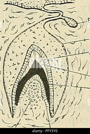 . Cunningham's Text-book de l'anatomie. Compartiments de l'anatomie. devenir plus parfait, mais ne sont jamais entièrement fermée dans plus de la couronne des dents. Au cours de l'éruption des dents supérieures et la partie antérieure de ces cellules osseuses est absorbée ; par la suite, cependant, il n'est re-formé autour de chaque dent quand il a pris sa position finale. 9. Éruption. Bien avant que la racine est terminé, le ministère public, par une certaine force qui n'est pas bien compris, mais qui ne semble pas dépendre de l'ajouts à la racine, est poussé à travers le haut de la dent-sac, et la partie supérieure de la paroi antérieure et de l'espace alvéolaire hav Banque D'Images