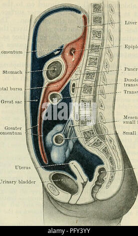 . Cunningham's Text-book de l'anatomie. L'anatomie. PEKITONEUM. 1235 Stomacl foie foramen graisse épiploïque bourse omentale pancréas duodénum, côlon transverse - la partie transversale de l'apex.la vessie ci-dessous, où il devient beaucoup plus robustes. Latéral à la ouraque, et à une certaine distance de celui-ci (Fig. 965), sera trouvé, dans le même tissu gras, (b) deux cordons fibreux plus robustes, le arteriEe umbilicales oblitérées (O.T. ob- literated artères hypogastriques), formant la plica umbilicalis lateralis dextra et sinistra. Remonter vers le haut, ces aussi devenir plus svelte, et approche l'ouraque, avec qui ils ont un Banque D'Images