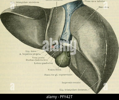 . Cunningham's Text-book de l'anatomie. L'anatomie. L'LIVEE. 1189 formant la partie supérieure de la paroi abdominale postérieure. C'est profondément découpée par la projection de la colonne vertébrale, et c'est plat dans l'axe vertical. L'estompe inférieur est dirigé obliquement vers le bas et vers l'arrière, est en contact avec un certain nombre des viscères abdominaux, en particulier le rein droit, l'estomac, du duodénum et du côlon, et sa configuration générale est influencé à un degré marqué par la forme et la position de ces organes. Cette surface est parfois appelé la viscérale, contrairement aux deux autres surfaces qui con Banque D'Images