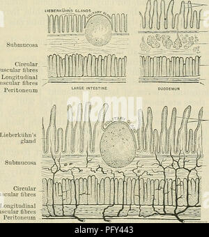 . Cunningham's Text-book de l'anatomie. L'anatomie. STKUCTUKE des intestins. 1179 -une couche longitudinale externe, dans laquelle les fibres exécuter longitudinalement et une strate intérieure circulare, dans lequel ils sont disposés en cercle. La couche musculaire est plus épais dans le duodénum que dans toute autre partie de l'intestin grêle, et il diminue graduellement en épaisseur jusqu'à la fin de l'iléon est atteint. D'autre part, dans le gros intestin, il est le plus épais dans le rectum et plus fines vers le début du côlon. La couche longitudinale de ce manteau est beaucoup plus mince que la strate sous-jacente c Banque D'Images