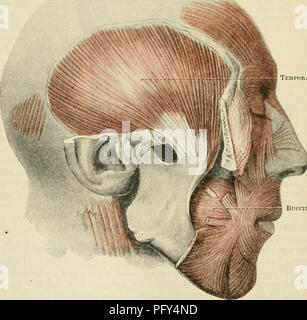 . Cunningham's Text-book de l'anatomie. L'anatomie. Nerf auriculo-temporal Ts-^^^viJ.'-^JIasseter artère t (fibres profondes) de la parotide (tirés en arrière et vers le bas) ocdli zygomaticum Orbicularis habitant oe quadratus labi ! Les fibres superficielles (Masséters superioris) conduit de la parotide Buccinator Triangularis externe de l'artère maxillaire musculaires Fig. 405.-muscles de la mastication (vue superficielle).. Muscle Temporal : Buccinator Fig. 406.-Les huit muscle temporal. (L'Arcade zygomatique et le muscle masséter ont été supprimés.). Veuillez noter que ces images sont extraites de la page numérisée des images qui peuvent avoir été Banque D'Images