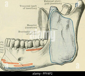 . Cunningham's Text-book de l'anatomie. L'anatomie. MUSCLES DE MASTICATIOK 455 temporelles (partie de l'insertion) ptery- indonésie (insertion). M. triangularis (origine) M. quadratus (labii inferioris) (origine) M. mentalis (origine) Av muscle platysma"e = (insertion) Fig. 403.-Muscle-Attachments à la face latérale de la mandibule. dirigé vers le bas et en arrière vers l'angle de la mandibule ; les fibres sont plus orienté verticalement vers le bas. Le muscle est inséré par des fibres tendineuses et charnue dans la surface latérale du ramus et l'angle de la mandibule et le processus de coronoid (Fig. 403). T Banque D'Images