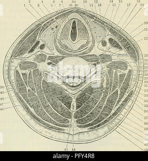 . Cunningham's Text-book de l'anatomie. L'anatomie. EASCLE ET MUSCLES DE LA TÊTE ET DU COU. 447 Le fascia profond de la tête, et le cou présente de nombreux caractères remarquables. Sur le cuir chevelu il est représenté par la galea aponeurotica epicranial THORUP (aponévrose), le tendon du muscle. epicraneus C'est une membrane dure, fortement tendue sur la calvaria, dont elle est séparée par le tissu aréolaire lâche. Il est attaché à l'arrière, en partie grâce à l'agence de l'occipital, musculaire à la clarté nucale supérieure ligne de l'os occipital en avant ; il rejoint le muscle frontalis et l'orbicularis Banque D'Images