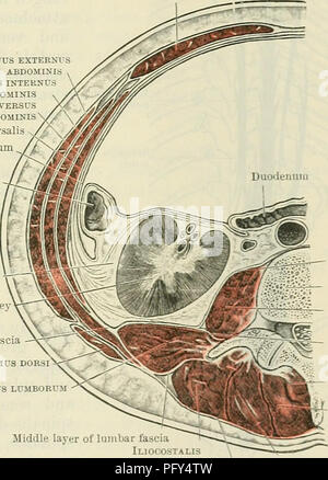 . Cunningham's Text-book de l'anatomie. L'anatomie. Les muscles axiaux. Ligne 437 du centre de gravité la flexion des articulations cesse, les muscles se détendre, et le membre retourne progressivement au sol. L'autre branche passe ensuite par le même cycle, le poids du corps repose maintenant sur le membre qui est en contact avec le sol. Que le pied touche le sol, pour ainsi dire, passe au-dessus d'elle ; le talon touche en premier, puis l'unique, et enfin, que le pied quitte le sol encore une fois, seuls les orteils. En cours d'exécution, les événements sont tous exagérés. L'heure de l'événement est diminué, tandis que la pour Banque D'Images