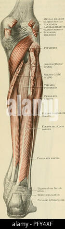 . Cunningham's Text-book de l'anatomie. L'anatomie. 42S Le système musculaire. Les muscles de la face postérieure de la jambe. Les muscles à l'arrière de la jambe sont divisibles en deux groupes, superficielle et profonde. Le groupe comprend les veines superficielles et le soleus (constituant d'ensemble le triceps surse) et le plantaire. Ils forment la proéminence du mollet de la jambe. Le gastrocnemius est superficiel, sauf à Semimem- branosus jumelles. Le gastrocnémien médial de tête tête latéral plantaire de son origine, là où les deux ventres qui constituent les limites de la pop- liteal fossa sont ove Banque D'Images