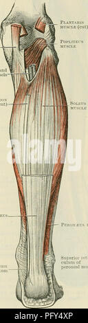 . Cunningham's Text-book de l'anatomie. L'anatomie. Peron.eus LONGUS 'ERON.DUF PeRONjEUS -LONGUS BREVIS -- Tibialis posterior Long ligament plantaire '" ce muscle everts aussi le pied, renforce l'arche du pied par le passage à travers l'unique à son insertion. Le Semimembranosus tendon (cut) nerf tibial et vaisseaux poplité tendon plantaire (cut) Fig. 381.-Les insertions du tibialis Posterior et Peron.eus Longus dans la plante du pied gauche. M. Peronseus brevis. - Le peronseus brevis se présente par des fibres charnues de l'extrémité distale des deux tiers de la surface latérale de l'arbre de la fibula, et Banque D'Images
