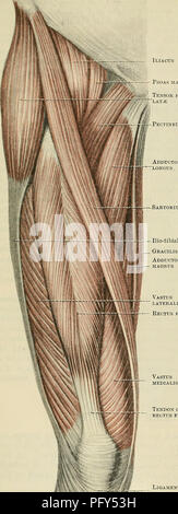 . Cunningham's Text-book de l'anatomie. L'anatomie. 406 LE MUSCULAK SYSTÈME. le tiers moyen de la cuisse, le toit de Hunter's canal de Hunter. L'ilio-psoas, passant dans la cuisse en dessous de l'arcade liga- ment, aide avec les muscles adducteurs et pectineus en formant le plancher de la triangle fémoral. M. Sartorius.-l'sartor- ius, une longue sangle-comme muscle, découle de l'épine antérieure supérieure de l'ilium et de la moitié de l'encoche au-dessous (Fig. 360). Il passe à la partie distale de la cuisse à la face interne du genou, où il est inséré par fibres aponévrotique dans la face interne du th Banque D'Images