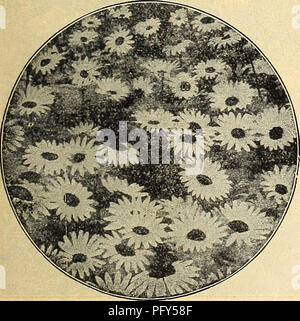 . Currie's Farm et le jardin de printemps annuel : 1919 44e année. Les catalogues de graines de fleurs, graines (plantes) ; Catalogues Catalogues ; Graines de légumes Horticulture pépinières (catalogues) ; plantes ornementales ; catalogues, matériel et fournitures de jardinage Catalogues. 'T^ MARGUERITE.. Marguerite, Chrysanthemum leucanthemum (Hybridum)-c'est une excellente acquisition. Il fleurit en permanence tout au long de l'été. Chaque 20c ; pour douz. $2.00. &Lt ; f CAMPANULA-Bluebells. Peut-être les plus populaires de toutes les plantes à la frontière. C. MOYEN (Canterbury Bells)-Cette magnifique est extrêmement biennal, le la barboteuse profuse Banque D'Images