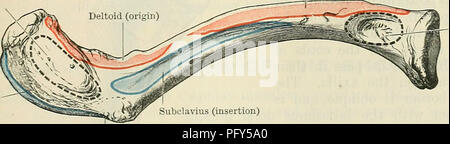 . Cunningham's Text-book de l'anatomie. L'anatomie. Le PECTOEAL KEGION DE MUSCLES. 371 ou l'autre des feuillets désigné ci-dessus est parfois présent, traverser le parquet de l'aisselle, dans l'intervalle entre le grand dorsal et le grand pectoral. Ils prennent de l'origine des cartilages costaux, Côtes, frontières ou du grand pectoral (chondroepitrochlearis axillaires, arches, costo- coracoideus), ou à partir de la frontière de l'latissimus dorsi (dorsoepitrochlearis axillaires, arches, costo- coracoideus). Leur insertion est variable. Le chondroepitrochlearis dorsoepitrochlearis et sont insérés dans le fas Banque D'Images