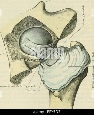 . Cunningham's Text-book de l'anatomie. L'anatomie. La hanche-JOINT. 339 Les différents ligaments passant entre la dernière vertèbre lombaire et le sacrum et l'ilium conserver le poids du tronc en position sur l'extrémité antérieure du sacrum, et résister à sa tendance à glisser vers l'avant et vers le bas vers la cavité pelvienne. Le poids entier du tronc et du bassin est transmis aux chefs de l'os de cuisse dans la position la plus avantageuse, tant pour l'efficacité et le renforcement de l'inversion arrière de l'os de la hanche, il est évident que les chefs de la poussée vers l'intérieur sur les fémurs c Banque D'Images