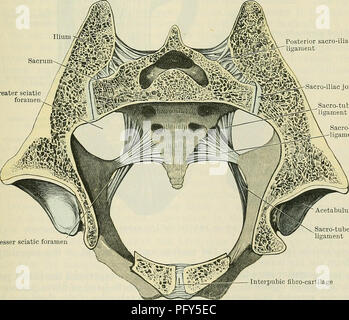 . Cunningham's Text-book de l'anatomie. L'anatomie. Articulation sacro-iliaque. 335 (c) ceux par lesquels le sacrum s'articule avec la dernière vertèbre lombaire (lombo-sacrée des articulations) ; (d) ceux par lesquels l'os de la hanche sont attachés à la colonne vertébrale (sacro-iliaques des articulations) ; (e) que par ce qui l'os de la hanche sont attachés l'un à l'autre (la symphyse pubienne). SACROLUMBALES ARTICULATIONES. Lombo-sacrée joints.-l'articulation du sacrum avec la cinquième vertèbre lombaire est construite précisément sur le principe de l'articulation entre deux vertèbres typique ?, et les habituels des ligaments associés à ces joints sont repe Banque D'Images