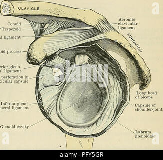 . Cunningham's Text-book de l'anatomie. L'anatomie. 322 LES ARTICULATIONS OU LES ARTICULATIONS. accessoire, le ligamentum coracohumerale (Fig. 302). Par son extrémité proximale, qui est situé immédiatement au-dessus de la cavité glénoïde, mais sous-jacent le ligament coraco-acromial, c'est joint à la frontière latérale de la racine de l'Apophyse coracoïde, tandis que son extrémité distale est attaché à la cou humérale près du tubercule plus. Ce ligament forme une bande aplatie, ayant son bord inférieur et postérieur à la capsule articulaire, mais sa marge antérieure et supérieure présente un bord libre, slig Banque D'Images