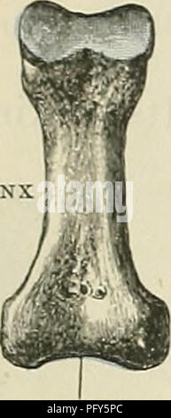 . Cunningham's Text-book de l'anatomie. L'anatomie. L'ostéologie 268 III. UngLAL ; OU UN TERMINAL PHALANX II. Configuration de la phalange et dans l'arrangement de leurs facettes articulaires ils ressemblent aux phalanges des doigts, bien qu'en raison de la réduction de leur taille, les arbres, en particulier ceux de la deuxième rangée, sont souvent si longitudin- comprimé comme allié pour réduire l'os à un simple nodule. L'extrémité proximale de chacun des os de la première rangée est pro- portionately grand, et est fourni avec une simple cavité dans laquelle le chef de l'os métatarsien repose ; les extrémités distales sont meublées avec condyloid Banque D'Images