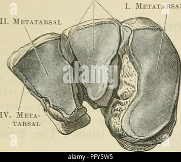 . Cunningham's Text-book de l'anatomie. L'anatomie. 262 l'ostéologie. 11. Métatarse métatarse III. Métatarsien. Fig. 262.âDistal Surfaces des trois boîtes cunéiformes du pied droit. II. Deuxième métatarsien cuneiform orienté vers l'aspect plantaire ; de plus, le diamètre vertical de l'os n'est pas la même partout, mais est beaucoup plus à sa partie antérieure ou extrémité distale. Les surfaces sont dorsal et médian, confluentes et former une convexité du haut en bas, qui est la plus prononcée inferiorly, où il est transformé pour devenir un avec la partie basse ou plantaire, qui est rugueux et irregul Banque D'Images