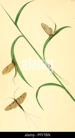 Cette plaque tirée de « curiosités de l'entomologie » illustre l'espèce de mouches à oreilles *Ephemera vulgata*, communément connue sous le nom de Drake vert et gris. Ces insectes sont connus pour leur courte durée de vie adulte et leur rôle important dans les écosystèmes aquatiques. L'illustration fournit un aperçu détaillé de leur morphologie et de leurs caractéristiques distinctives. Banque D'Images
