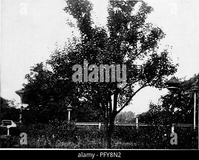 Cet article présente diverses méthodes utilisées pour attirer les oiseaux dans les jardins, y compris l'installation de bains d'oiseaux, de maisons de nourriture et de maisons de nidification pour des espèces telles que les hirondelles des arbres et les oiseaux bleus. Il traite également de la façon dont différentes espèces d'oiseaux s'adaptent aux environnements de jardin. Banque D'Images